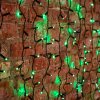 Neon-night Гирлянда Светодиодный Дождь, 2х1,5 м, постоянное свечение, 220В 235-124
